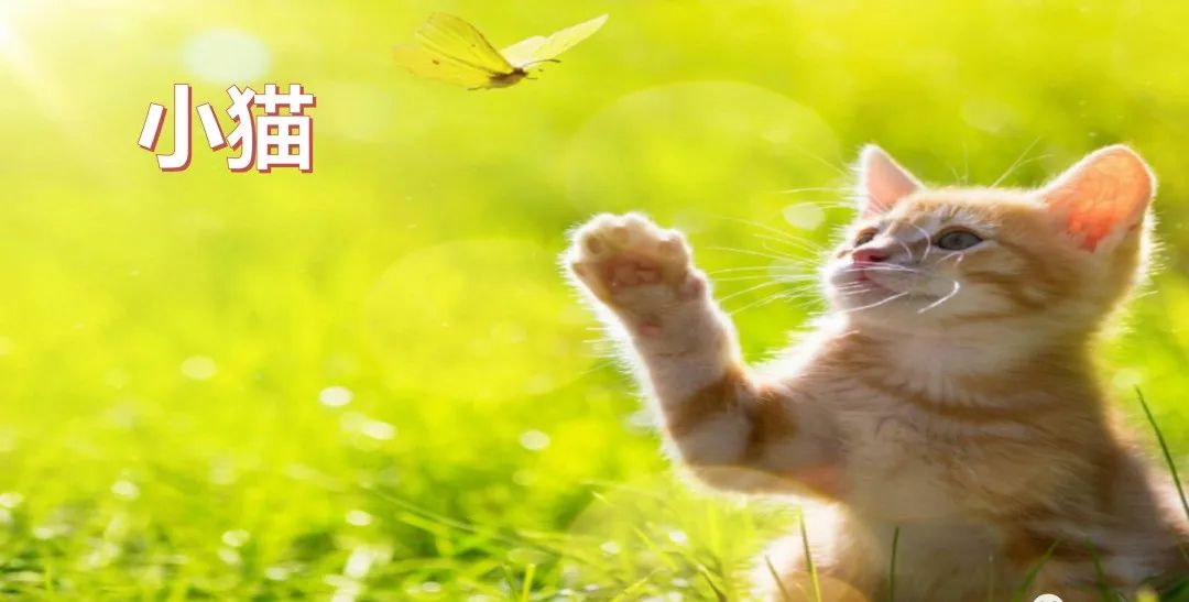 小狗的趣事有哪些三十字_我家小狗生活趣事_小狗趣事怎么写