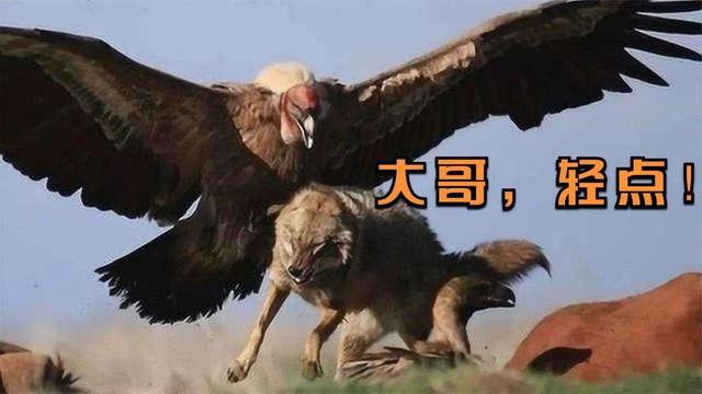 游泳失去冠军手抖怎么办_失去一只手游泳冠军_游泳冠军会溺水吗